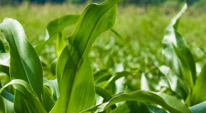 Фунгициды компании BASF