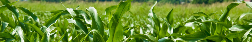 Фунгициды компании BASF