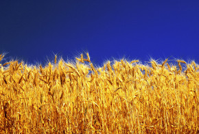 Осенняя защита зерновых культур