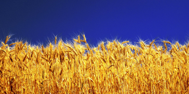 Preţurile cerealelor rămân mici din cauza supraproducţiei