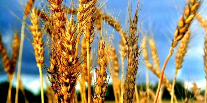 В Украине собрано 37 млн. тонн зерна – Минагропрод