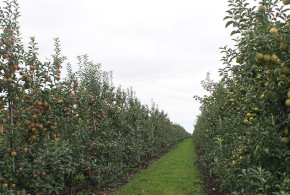 Noi granturi aprobate pentru grupurile de producători din Ocniţa şi Ialoveni