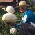 Ciuperci gigant de 3 kg, în grădina unui sătean din judeţul Cluj