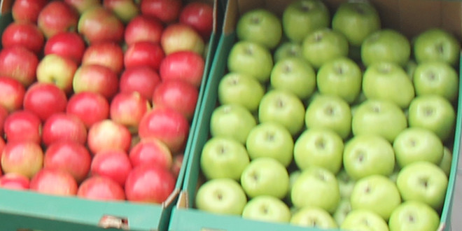40 de tone de mere autohtone au fost reţinute de vameşii din Federaţia Rusă