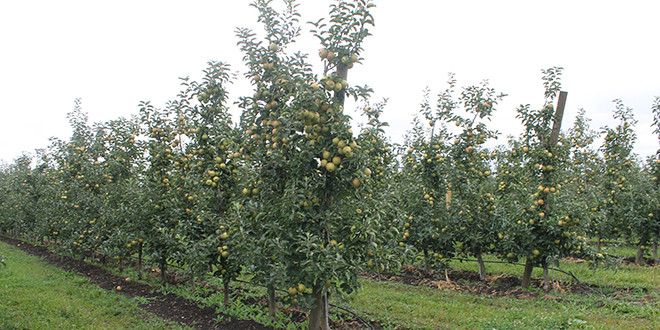 Peste 30 mii tone de mere s-au recoltat până la 1 septembrie