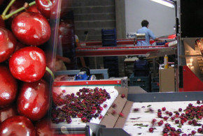 linie sortare cirese