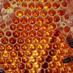 Au fost descoperiţi primii apicultori din istorie