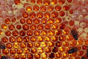 Au fost descoperiţi primii apicultori din istorie stup de albine free wallpapers