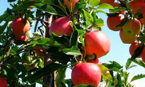 În următorul deceniu recolta globală de mere va creşte