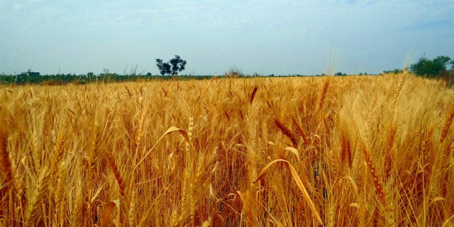 Ultimele prognoze privind producţia de cereale a UE