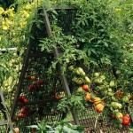 5 metode inedite de a cultiva roşiile în grădină