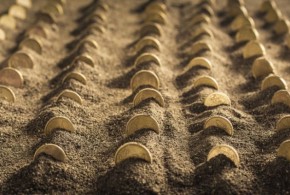 Sfaturile ministrului agriculturii