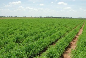 Granturi de până la 20 000 de dolari pentru agricultori teren agricol