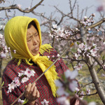 Rămaşi fără albine, chinezii au ajuns să facă polenizarea manual