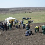 În Moldova a fost sădită prima plantaţie de salcie energetică