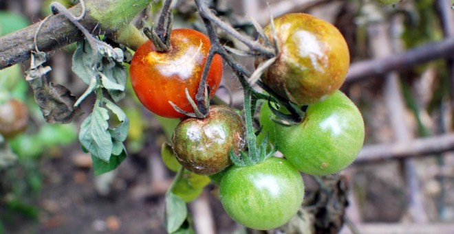 Bolile legumelor. Combaterea manei tomatelor mana-tomatelor