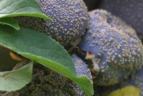 monilioza-la-prun_1-720×340