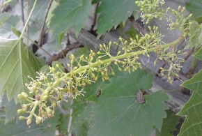 Bolile viţei de vie. Combaterea făinării (partea I)