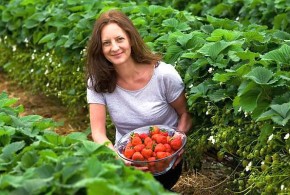 cele-mai-profitabile-soiuri-de-capsuni