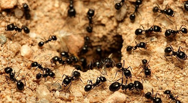 Cum scăpăm de furnici: 10 soluţii care dau rezultate