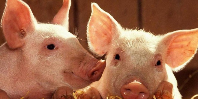 O fermă de porci, evaluată la 1 miliard de dolari, va fi construită de Rusia