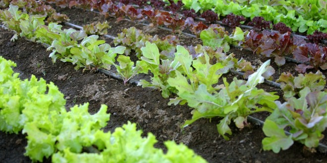 Grădina de legume: lucrări esențiale în luna mai