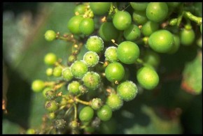 Cum poți preveni și combate mai eficient mana viței de vie mana vie 4