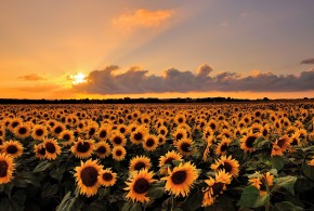 Recoltă record de seminţe de floarea soarelui floarea soarelui