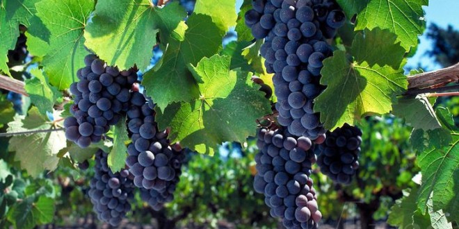 Защита винограда в условиях 2016 года