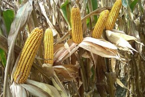 Vremea neprielnică din Brazilia a aruncat în sus preţul mondial al porumbului porumb-hibrizii