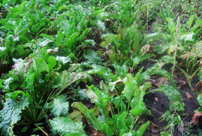 Особенности защиты сахарной свеклы от вредителей и болезней в период вегетации zerkosporoz_svekla1-660