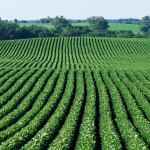 Cum să obţinem o recoltă maximă de soia în condiţiile anului 2016?