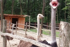 A renunţat la un job în Anglia, pentru a creşte struţi în România ferma de struti