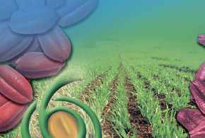 Kinto Duo - От здоровых корней - к высокому урожаю! imagine-kinto2