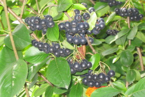 Aronia, planta de origine americană care îţi asigură un venit de 12.000 de euro la hectar Aronia_melanocarpa_fruit-1