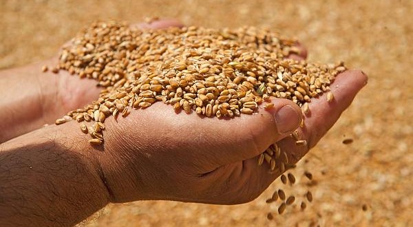 Deficit de cereale: Producția ar putea să nu acopere necesarul estimat