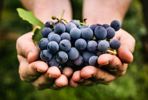 tratament-cantus-vita-de-vie