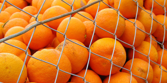 Rosselhoznadzor a anunţat suspendarea temporară a importurilor de fructe şi legume din Egipt