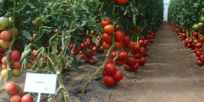Ucraina a majorat de 10 ori exporturile de tomate în UE