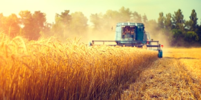 Recolta mondială de grîu se va reduce în anul curent cu 17 milioane tone