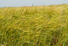 Prețul orzului este în creștere ușoară. Scăderea producției din Franţa și Germania afectează piața orz4