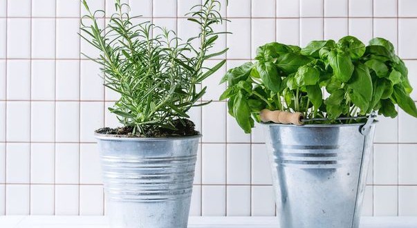 5 plante aromatice care curăță aerul din bucătărie