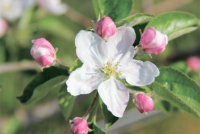 Delan – № 1 в защите сада от парши delan3