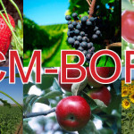 ACM-BORO – fertilizant foliar lichid cu un conţinut înalt de bor (11%)