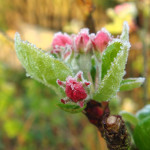 Metode de protecţie contra îngheţurilor tardive de primăvară a pomilor fructiferi