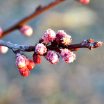 Temperaturile pericol pentru mugurii și florile pomilor, primăvara