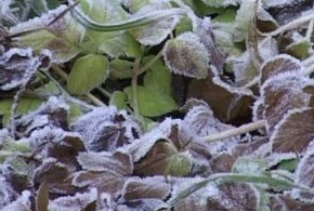 A fost emis Cod galben de înghețuri bruma620x330