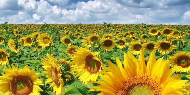 Moldova a exportat în UE circa 300.000 de tone de floarea soarelui