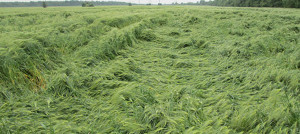 Ukládání ječmene. Zdroj fotografií: agroinsurance.com