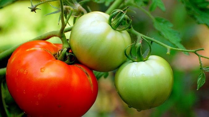 Cum grăbim coacerea roșiilor în mod natural, fără a folosi produse chimice